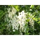Miel d'Acacia - fleurs acacia