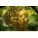 Raisin Muscat d'Alsace