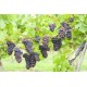 Vin d'Alsace AOC, Pinot Gris